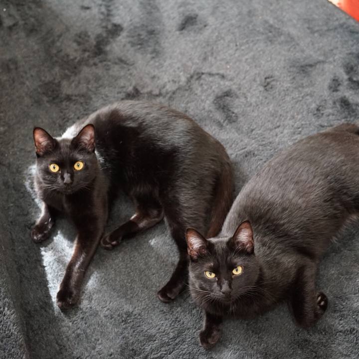 05f4c1ca e7de 41ce 8f2c caa1c44bbf86 1522465569066