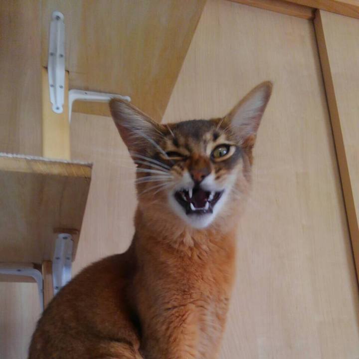 05f6e786 4ed2 44b1 ba58 6f911806e3e4 1585262567204