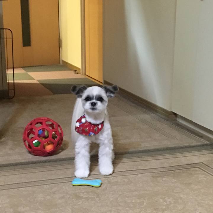 05f77d1a 0219 484f 92ea c5d219ba7480 1513560790469