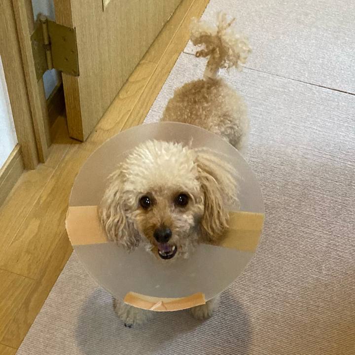 05f970bd bdb9 4d59 9a94 38f77d614452 1632825879271