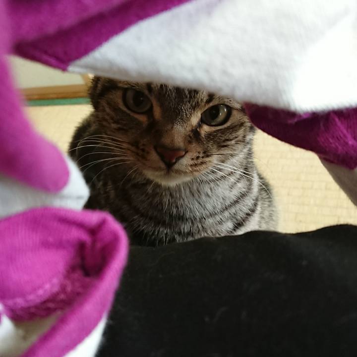 05fa1b7b 4634 4893 a077 a05295c2c12b 1556323831264