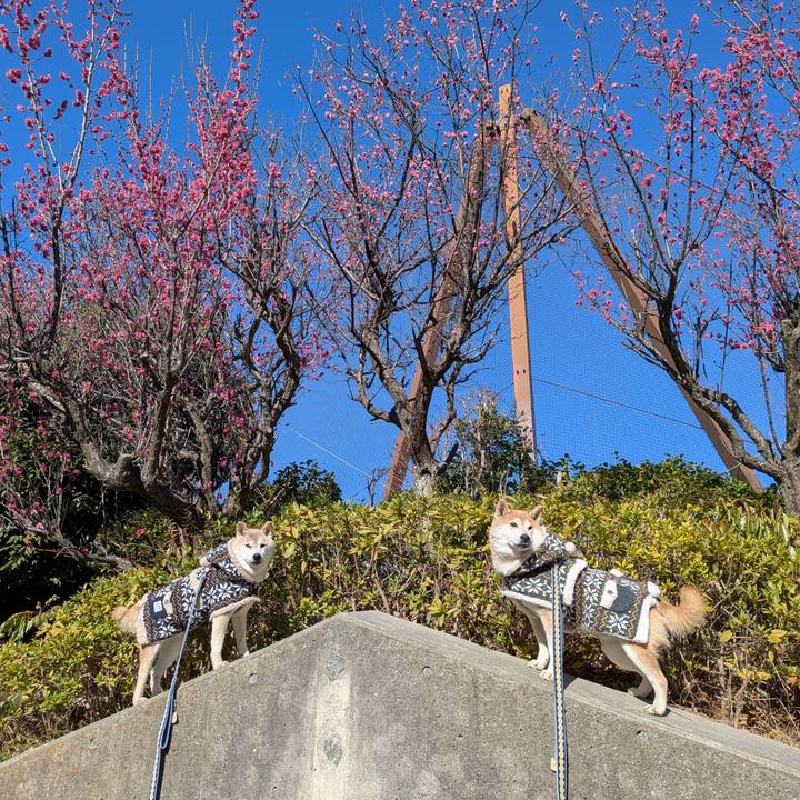 05fed67f 688c 4c37 bd5c d2e07213e773 1769224108662