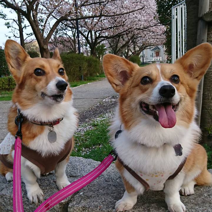 0600bc31 671d 4453 a28b b8e6c665d6fd 1522659120071