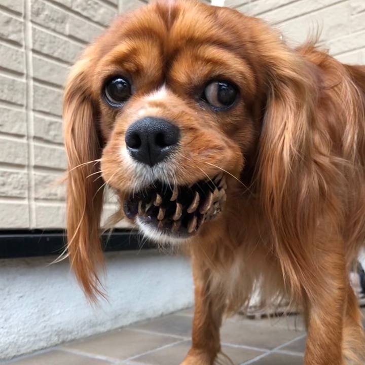 0600e3e9 9e2d 4366 9aa1 1aa9b41b747c 1560078221170