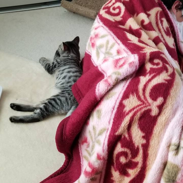 06058d95 602c 4d7b b84c 7795c0061e45 1668523373353