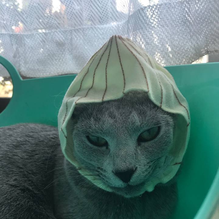 06071edc 521e 496d 87b4 78f0e45d384e 1531910728780