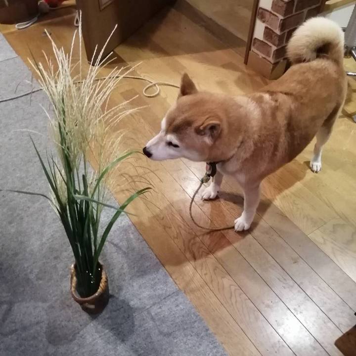 060a2d4a 485d 4040 9d9a 485389773f1f 1600248064064