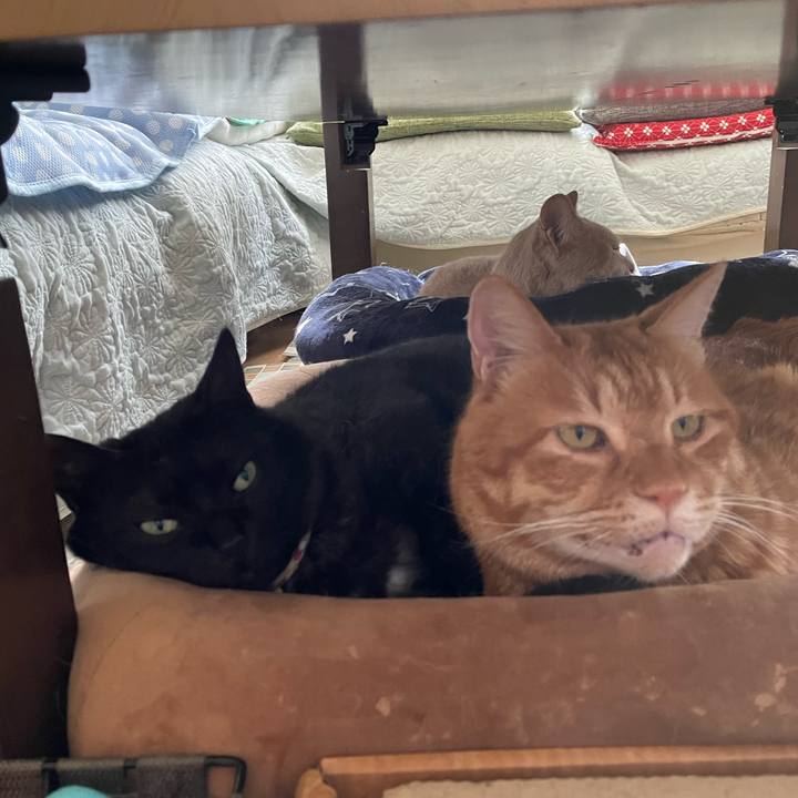 060a4954 6a11 49ec 9b06 d1ae652fc92c 1719492961779