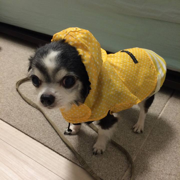 060acd39 6c9a 4f14 b4d7 cee14dee5c50 1528641959303