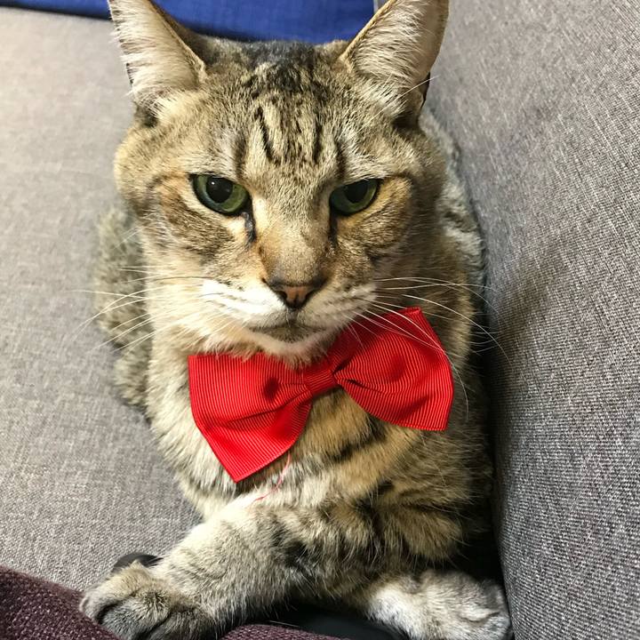 060d860a 4ed7 4aac b1b3 7706304fb63c 1590533215758