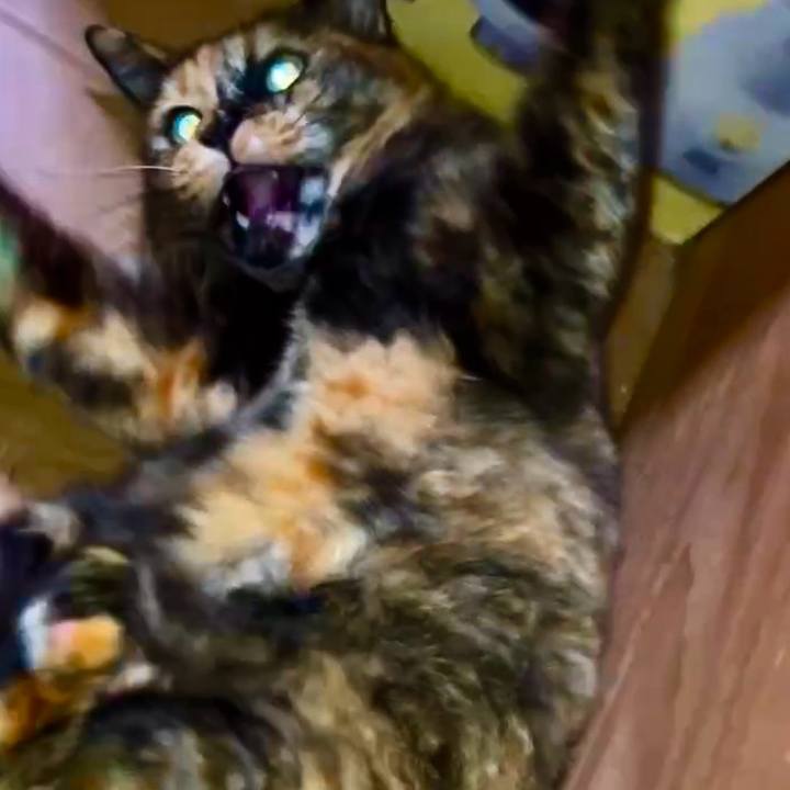 060dd24d 7e82 407f 9e9c 086bd98c29f4 1728245692307