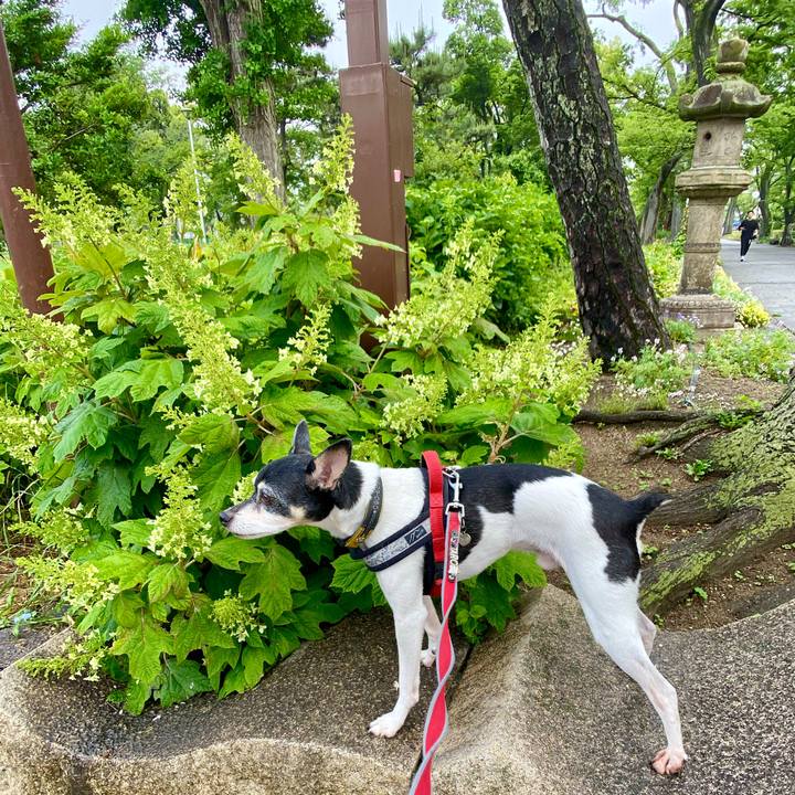 060ec650 1b6d 40b4 8e4e a1a733d354d4 1589679595652