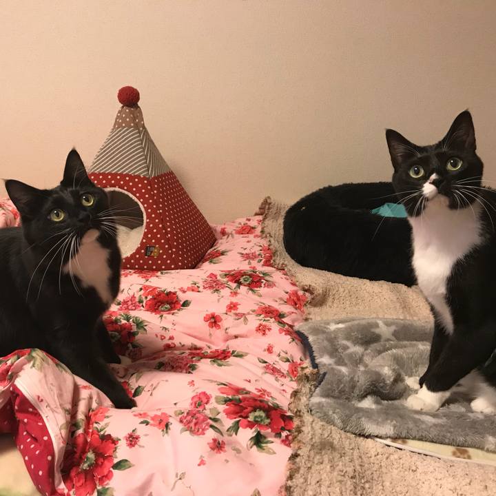 060ef21a bf57 4a06 bcff c0e09eb6b34a 1511825291619