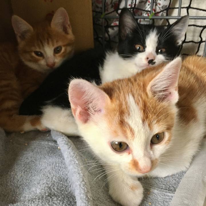 0610fe23 faf7 4666 9491 06d0cc10213a 1626586727770