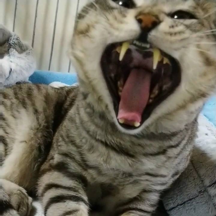 06127f52 ba09 4d9f a37f 60b2cd76491c 1617626820095