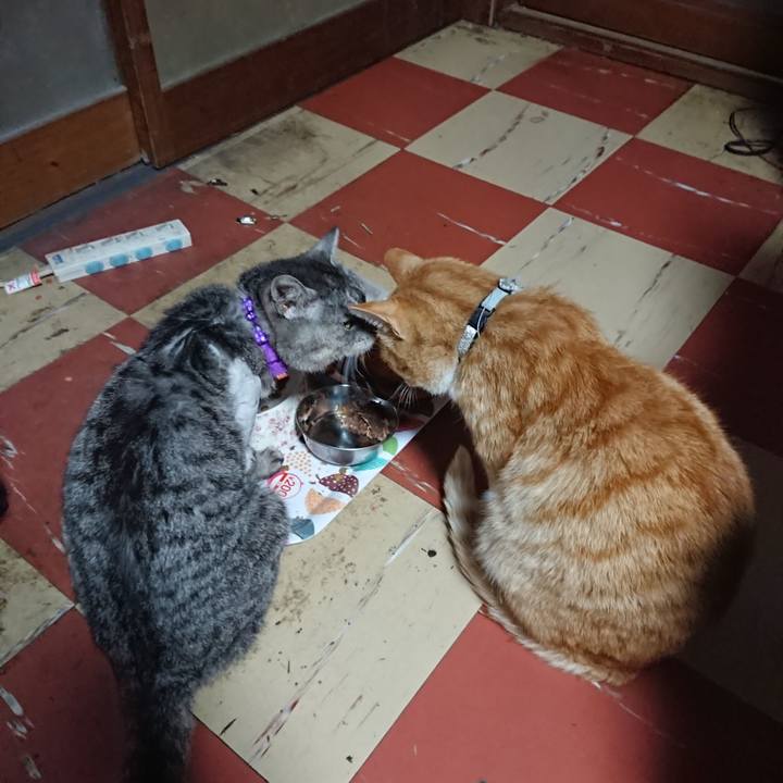 0612ca6a 9d8b 4ee5 a5a7 e3d643b7f5cf 1587887705145