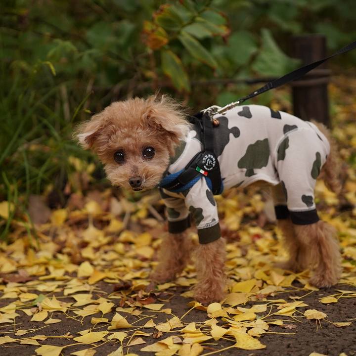 06136783 7cbc 4b43 aabe 1683e53b0e3c 1699797733371