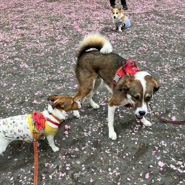 06179ed4 6f76 465d 9bf6 2dd45c3f2a27 1714127011836