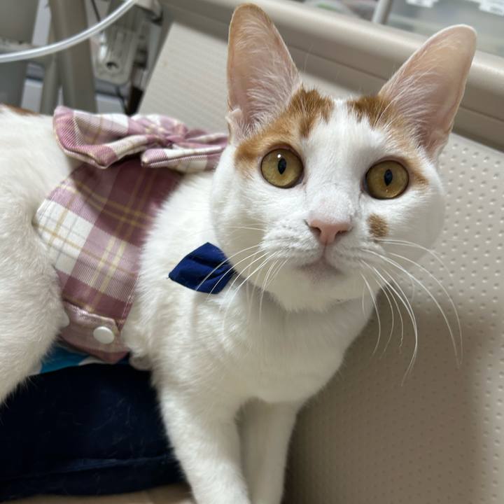 061a55d5 c434 4a6b aa4f d2a8796df094 1762374640801