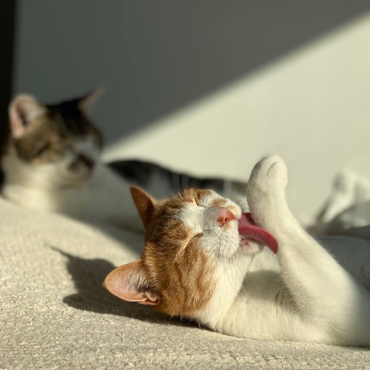 061bcad8 c78a 4040 8cc9 b81f600f68a7 1586384558724