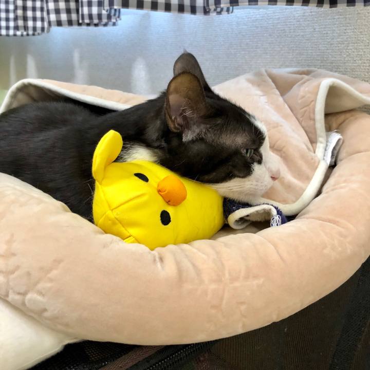 061f4bba c309 4830 9e95 86daa6cec831 1549756681027