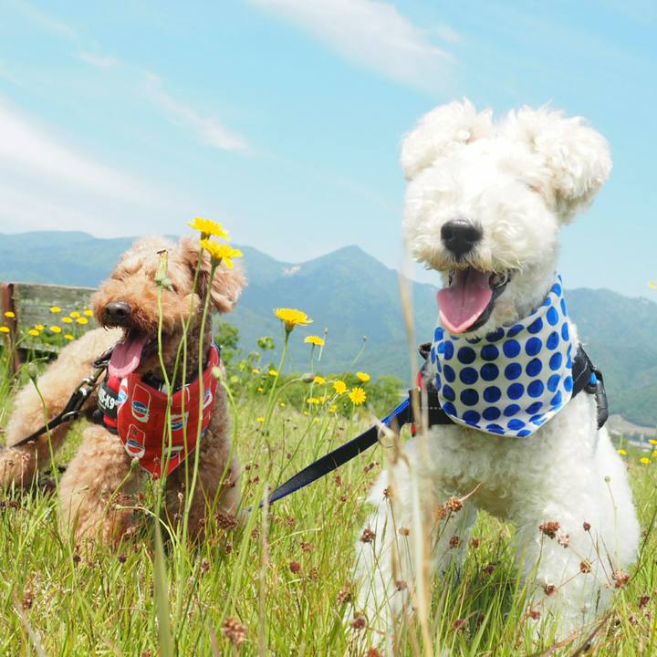 0621e963 5614 4115 8709 107be07ffbd8 1526106120106