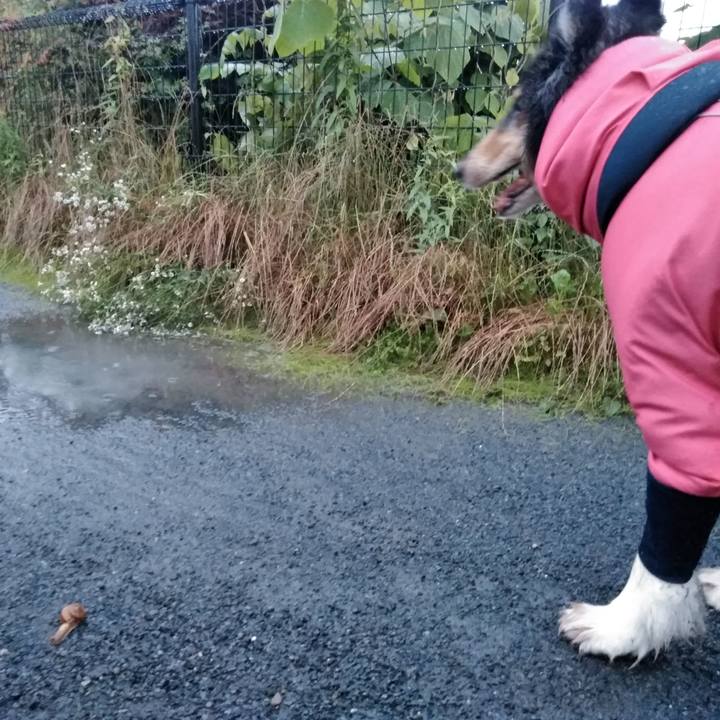 0623d570 0592 4095 9447 02f9a09c0c52 1563281572166