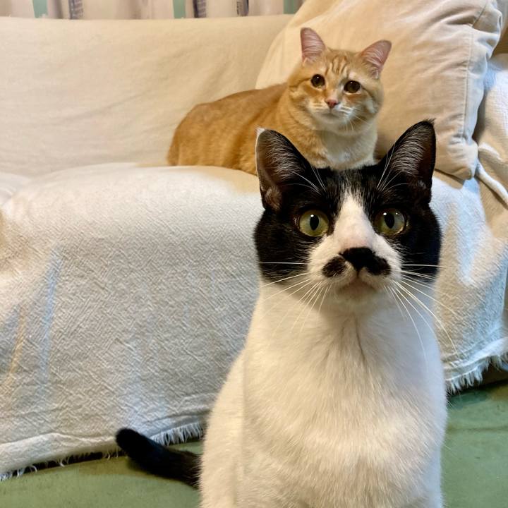 0625564c 9528 4219 a64f 489bcbfae93f 1769083652279