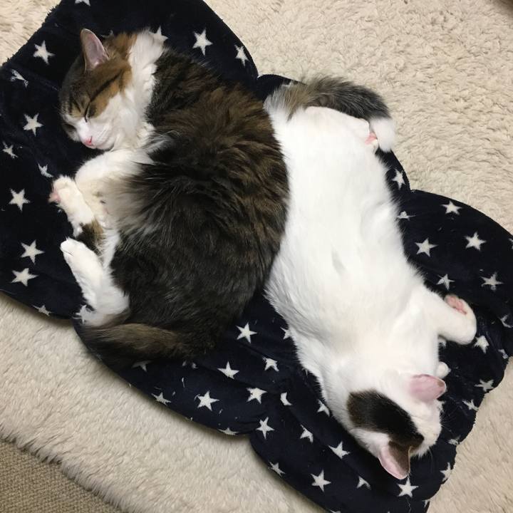 0625bc0a 6f32 4cef a66c 44ae30ab6e42 1516867546040