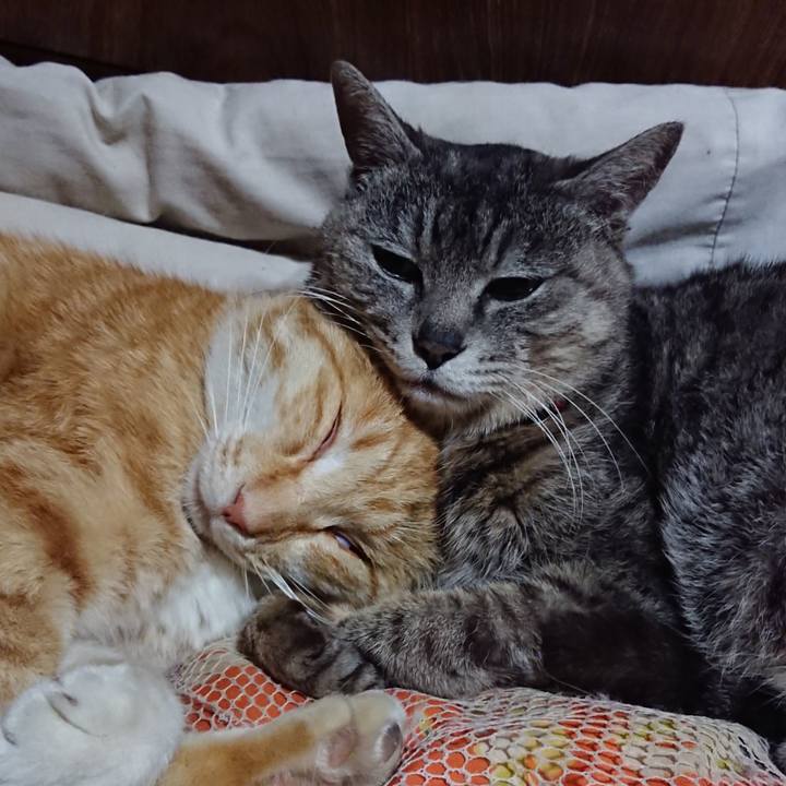 0626a588 ce57 4a9d a35a 4d86abb0a5ef 1588509518416