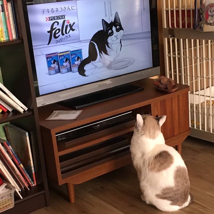 06295239 9c53 44d4 95c3 1fc5b88fb6de 1549433926456