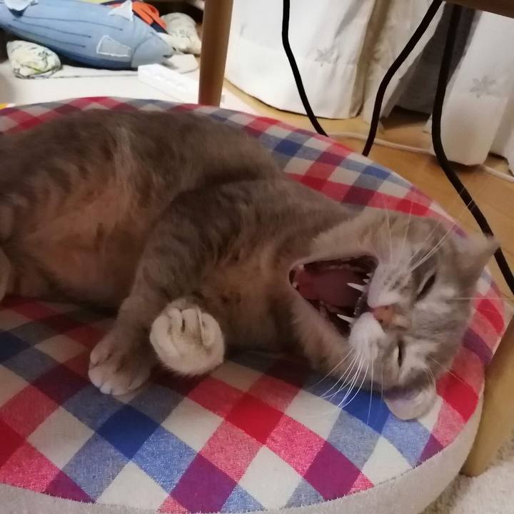 062ac293 c655 455e bbee 34adee970347 1590377936465