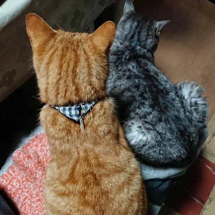 062c3460 2289 48d9 b4d4 f7f4f871f56e 1575708542534