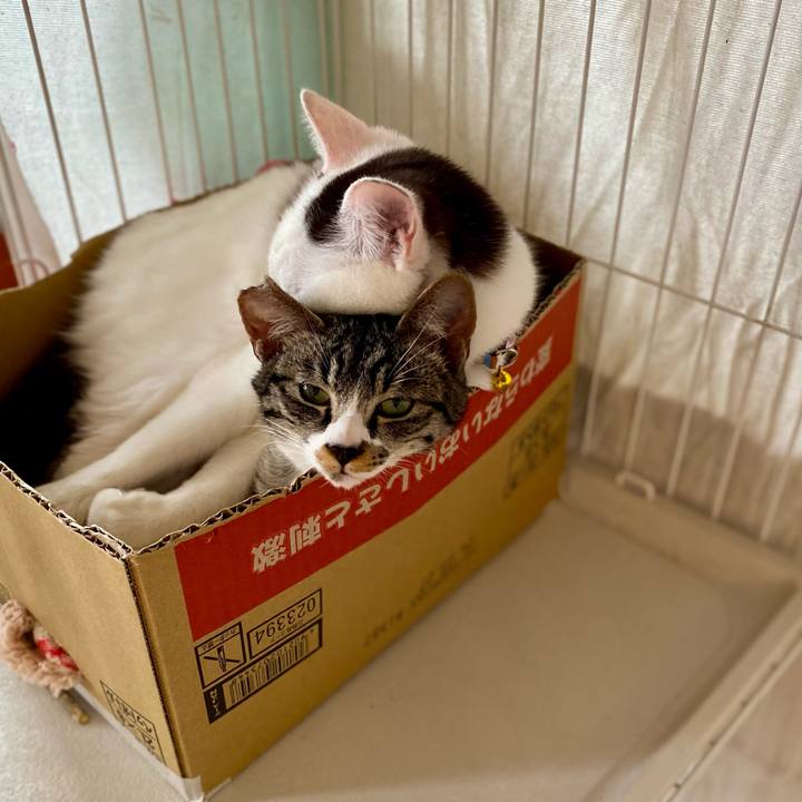 06313087 0655 48cb 8c5e 270549ed87e2 1706752079618