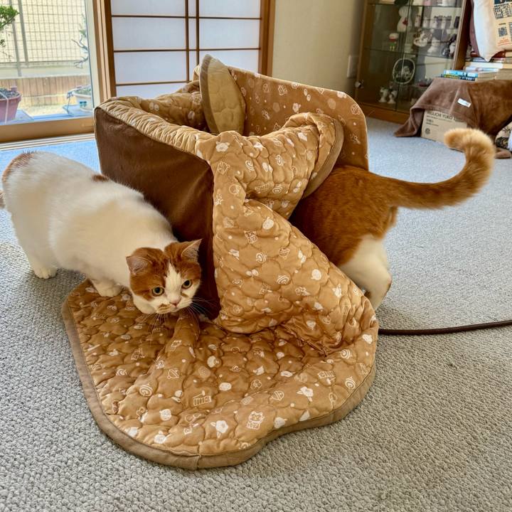 06331b3b 45ed 4e85 becd f7738727b01a 1763519329357