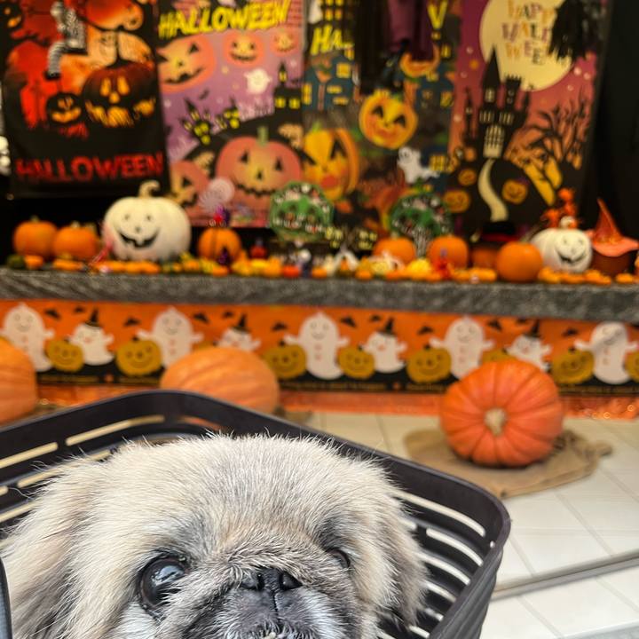 0633a48f c9d5 4251 954f 1d8a7b7e216d 1760944780279