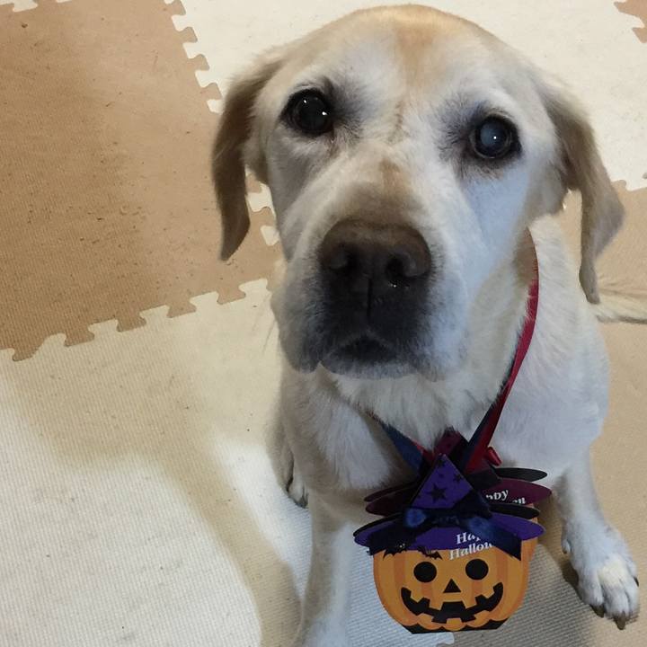 0633fc06 5c08 4766 88d0 18cd1c1a58b4 1604145845694