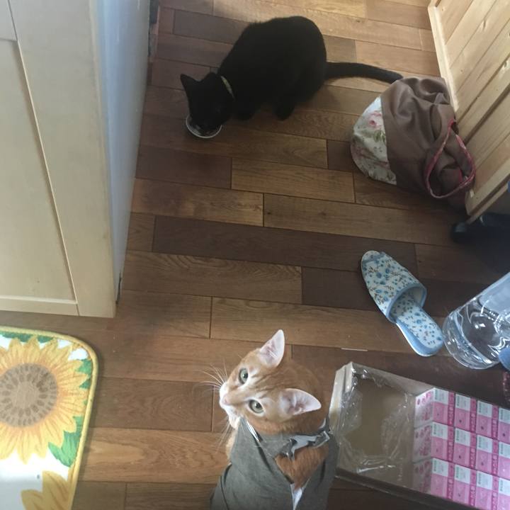 06355bba e636 4ef7 9d8e da012731e84c 1532989758693