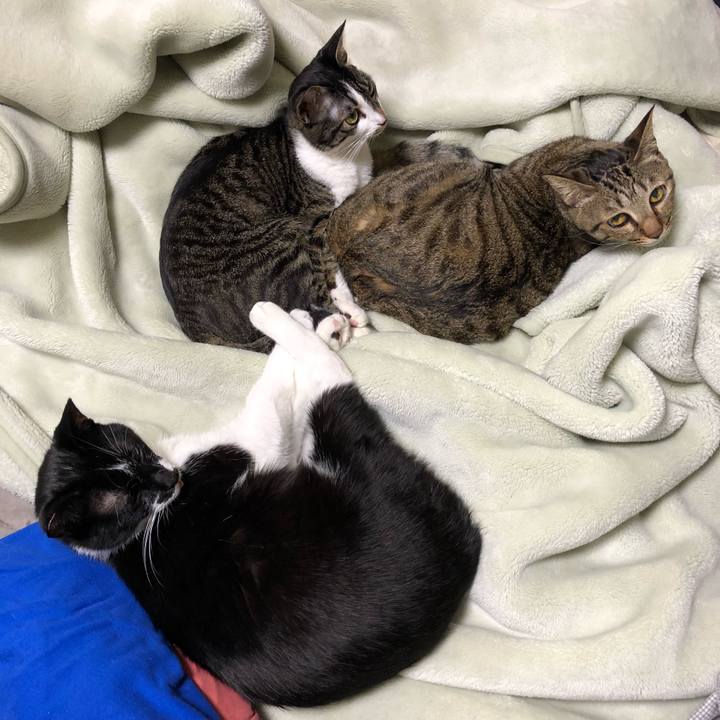 0636da96 13c9 41f4 9c02 886a4a71877b 1541468496357