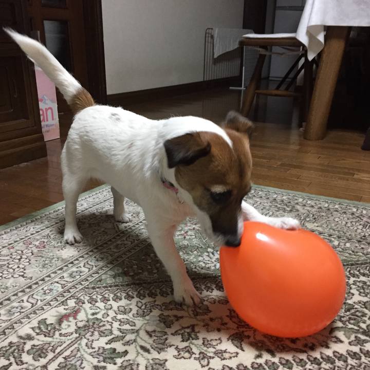 06374030 ba79 4dc1 911d 2d1351233cbb 1518859387985