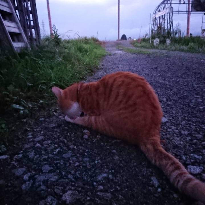 06381bf3 6770 461f a961 09e053312cba 1566295850576