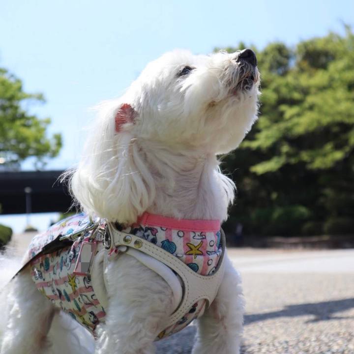 06387a70 48df 4f41 aab9 d2b6900d2453 1620033682278