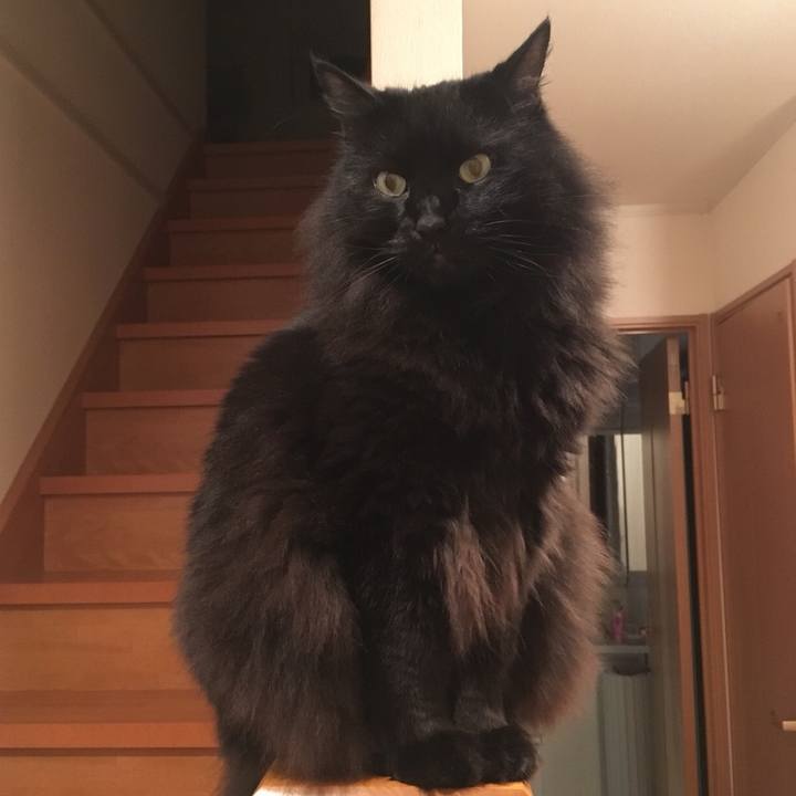 0638a7dd d347 44ef abd7 f149cce576e0 1574828121744