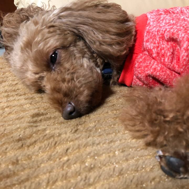 0638d411 851d 4036 8385 31c1a6bf4437 1573896043919