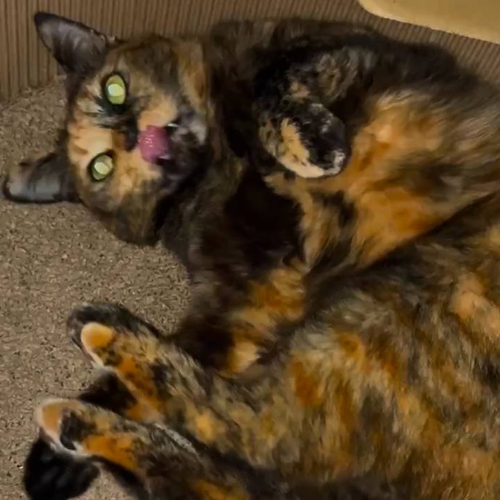 0639403d 1d4e 40fe 89ae 19c9a1224fc5 1763413025100