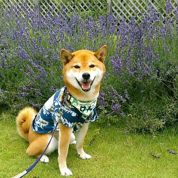 06398c08 b59f 459b 91b1 e71105cefb22 1561879951092