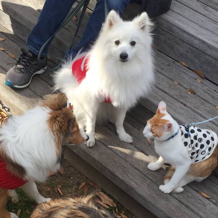 063a81f2 2c68 4723 a852 74efd2d55186 1513475035695