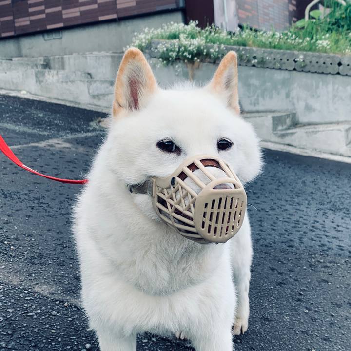 063e3f38 2adf 4688 b8ad 944209b77868 1591048072285