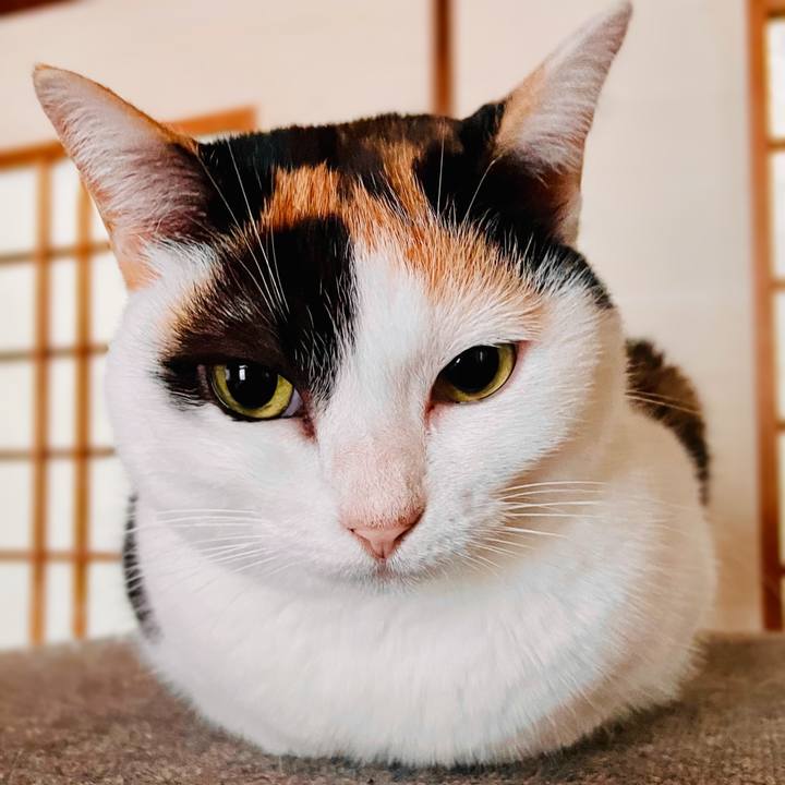 063fe918 69ff 467c 9545 70b4608775b5 1605924726312