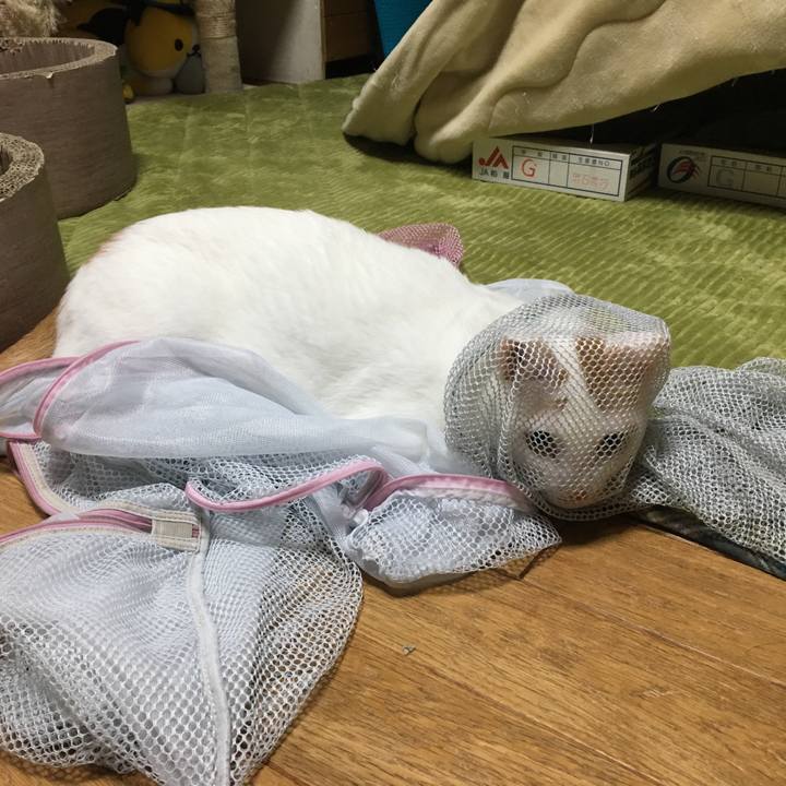 06424519 7abc 4122 b26f 4ec47f17a39f 1551190992441